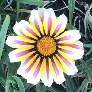 Meet your Posher, Bea